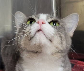 Rescue Domestic Short Hair Cats for Adoption in Cuyahoga Falls, Ohio - Oblina | PetCurious