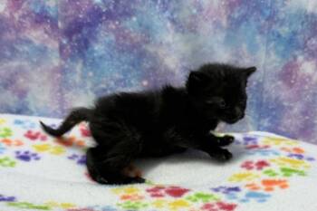 Millie -  Domestic Short Hair Cat for Adoption in Washington Court House, Ohio - Millie | PetCurious