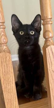 Hummus -  Domestic Short Hair Cat for Adoption in Wheaton, Illinois - Hummus | PetCurious