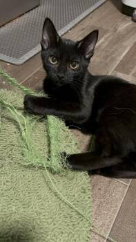 Rescue Domestic Short Hair Cats for Adoption in Dickson, Tennessee - Mrs. White | PetCurious