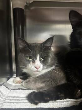 Gris -  Domestic Short Hair Cat for Adoption in Montreal, Quebec - Gris | PetCurious