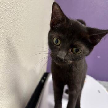 Shadowlyn -  Domestic Short Hair Cat for Adoption in Englewood, Florida - Shadowlyn | PetCurious