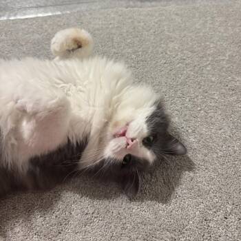 Domestic Medium Hair Cats Available for Adoption - Foxy | PetCurious