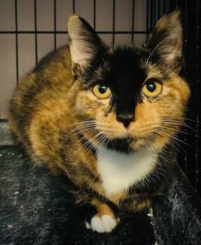 Rescue Domestic Short Hair and Calico Cats for Adoption in Duxbury, Massachusetts - Anna Banana | PetCurious