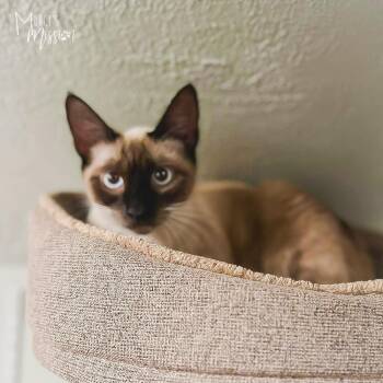 Cynder -  Domestic Short Hair and Siamese Cat for Adoption in Spokane, Washington - Cynder | PetCurious