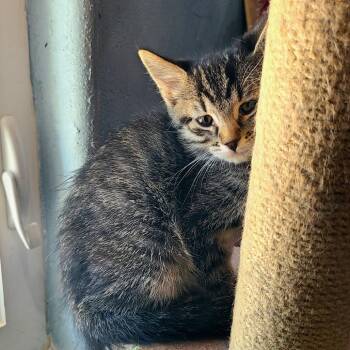 Ducky -  Domestic Short Hair Cat for Adoption in Layton, Utah - Ducky | PetCurious