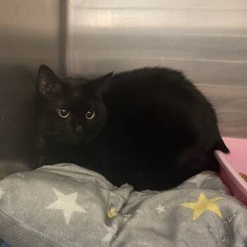 Rescue Domestic Short Hair Cats for Adoption in Port Charlotte, Florida - Riley | PetCurious