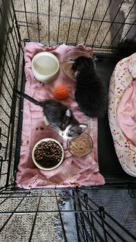 Darwin Da -  Domestic Short Hair Cat for Adoption in West Peoria, Illinois - Darwin Da | PetCurious