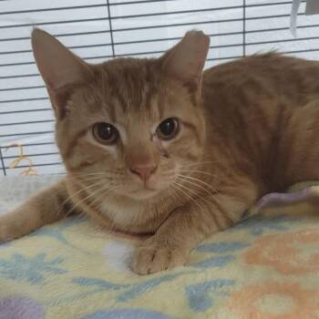 Domestic Short Hair Cats Available for Adoption - PJ-C | PetCurious
