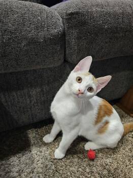 Colby (Bonded with Havarti) -  Domestic Short Hair Cat for Adoption in Elk Grove, California - Colby (Bonded With Havarti) | PetCurious