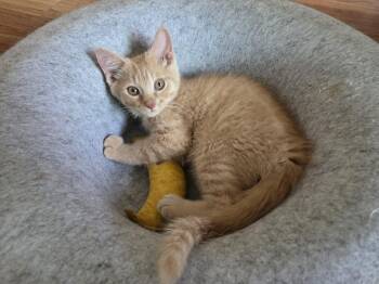 McNeilus -  Domestic Short Hair Cat for Adoption in Stoughton, Wisconsin - McNeilus | PetCurious