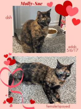 Molly-Sue WA14029-T -  Domestic Short Hair Cat for Adoption in Missouri City, Texas - Molly-Sue WA14029-T | PetCurious