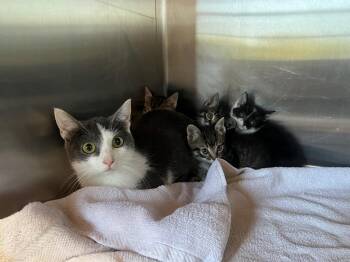 Domestic Short Hair Cats Available for Adoption in Murray, Kentucky - Yaya | PetCurious