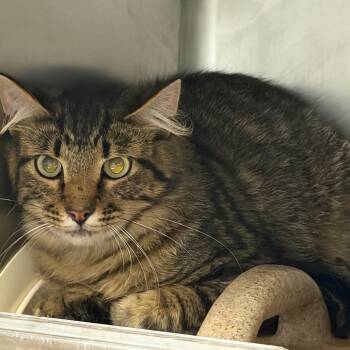 Domestic Short Hair Cats Available for Adoption in Tuscaloosa, Alabama - TUSC-Wildlife-84093 | PetCurious