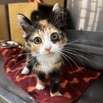 Paige -  Domestic Long Hair Cat for Adoption in Dearborn, Michigan - Paige | PetCurious