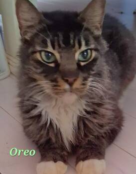 Domestic Long Hair Cats Available for Adoption in Longwood, Florida - Oreo | PetCurious