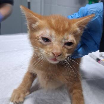 Strawberry @ Petco on Main Street -  Domestic Short Hair Cat for Adoption in Summerville, South Carolina - Strawberry @ Petco On Main Street | PetCurious