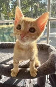 West -  American Shorthair Cat for Adoption in Fort Payne, Alabama - West | PetCurious