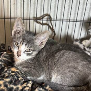 Cole -  Domestic Short Hair Cat for Adoption in Saginaw, Michigan - Cole | PetCurious