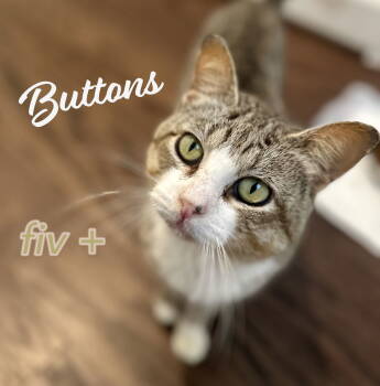 Rescue Tabby and Tuxedo Cats for Adoption in Houston, Texas - Buttons #bus-stop-buddy | PetCurious