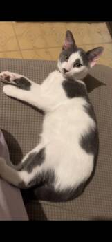 Rescue American Shorthair Cats for Adoption in Rochester, New York - Stormy | PetCurious