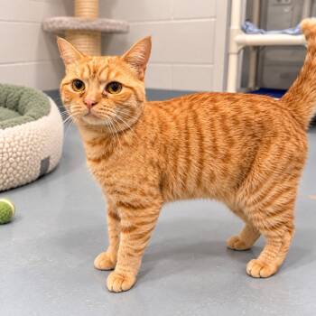 Beejay -  Domestic Short Hair Cat for Adoption in Hopkinton, Massachusetts - Beejay | PetCurious