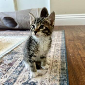 Domestic Short Hair Cats Available for Adoption in Tustin, California - Athena | PetCurious