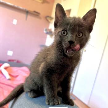 Domestic Short Hair and Siamese Cats Available for Adoption in Portland, Oregon - Jett | PetCurious