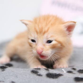 Domestic Short Hair Cats Available for Adoption in Hattiesburg, Mississippi - Dragon Tales | PetCurious