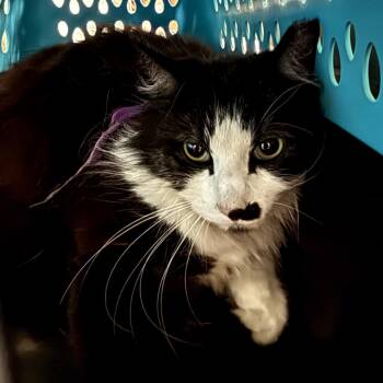 Jackie -  Domestic Medium Hair Cat for Adoption in Los Angeles, California - Jackie | PetCurious