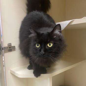 Domestic Medium Hair Cats Available for Adoption in Elyria, Ohio - Sylvia  | PetCurious