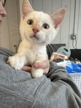 Casper- MD -  Domestic Short Hair Cat for Adoption in Fort Walton Beach, Florida - Casper- MD | PetCurious