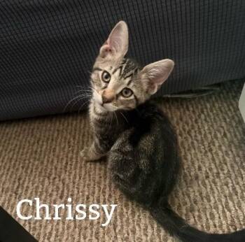 Chrissy -  Tabby Cat for Adoption in San Antonio, Texas - Chrissy | PetCurious