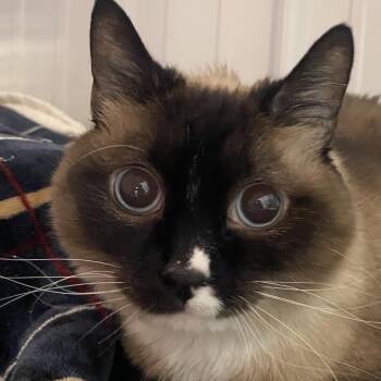 Nikko -  Domestic Short Hair Cat Available for Adoption in Sheridan, Wyoming - Nikko | PetCurious