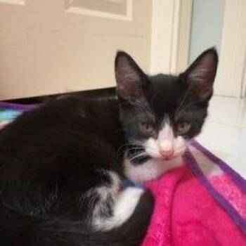 Chip -  Domestic Short Hair Cat for Adoption in West Palm Beach, Florida - Chip | PetCurious