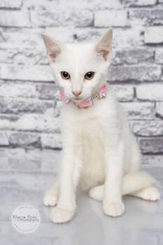 Ethel -  Domestic Short Hair and Turkish Angora Cat for Adoption in Tuscaloosa, Alabama - Ethel | PetCurious