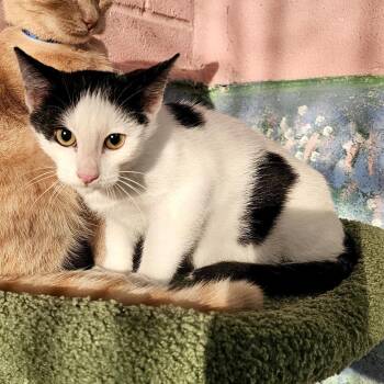 Domestic Short Hair Cats Available for Adoption - Domino | PetCurious