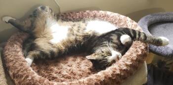 Zinnia -  Domestic Short Hair Cat for Adoption in Elmsford, New York - Zinnia | PetCurious