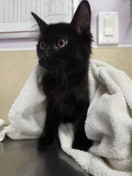 Peridot -  Domestic Medium Hair Cat for Adoption in Vancouver, Washington - Peridot | PetCurious
