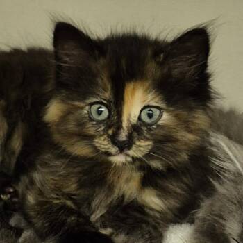 Jewel -  Domestic Medium Hair Cat for Adoption in Drumheller, Alberta - Jewel | PetCurious