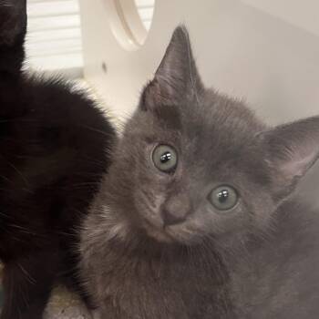 Kansas -  Domestic Short Hair Cat for Adoption in West Palm Beach, Florida - Kansas | PetCurious