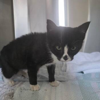 Mochi -  Domestic Short Hair Cat for Adoption in Washington, Pennsylvania - Mochi | PetCurious