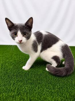 Ballad -  Domestic Short Hair Cat for Adoption in Covington, Louisiana - Ballad | PetCurious