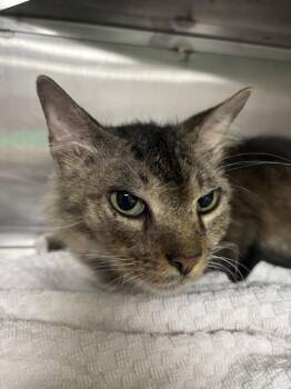 A431984 -  Domestic Medium Hair Cat for Adoption in Conroe, Texas - A431984 | PetCurious