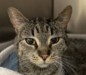 Rescue Domestic Short Hair Cats for Adoption in Troutdale, Oregon - Orchid (mcas) | PetCurious