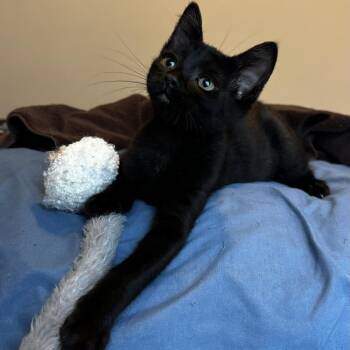 Boromir -  Domestic Short Hair Cat for Adoption in Springfield, Oregon - Boromir | PetCurious