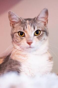 American Shorthair Cats Available for Adoption in Houston, Texas - Laura  | PetCurious