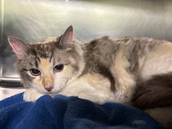 Rescue Domestic Medium Hair and Domestic Short Hair Cats for Adoption in Grand Prairie, Texas - SASHA SUE | PetCurious