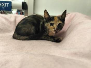 Rescue Tortoiseshell Cats for Adoption in Parlier, California - Latte | PetCurious