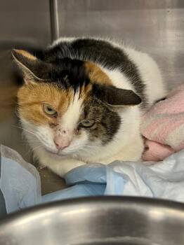 Domestic Short Hair Cats Available for Adoption - Callie (working Cat) *Adoption Fee Sponsored* | PetCurious